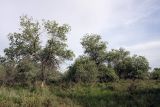 Populus pruinosa