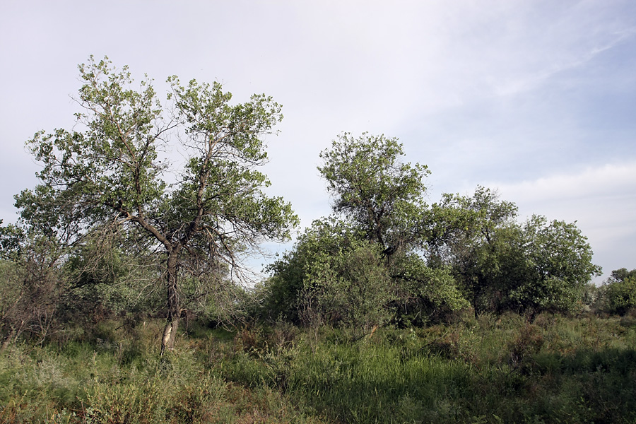Image of Populus pruinosa specimen.