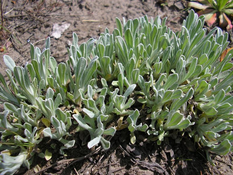 Изображение особи Helichrysum arenarium.