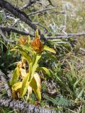 Gentiana cruciata