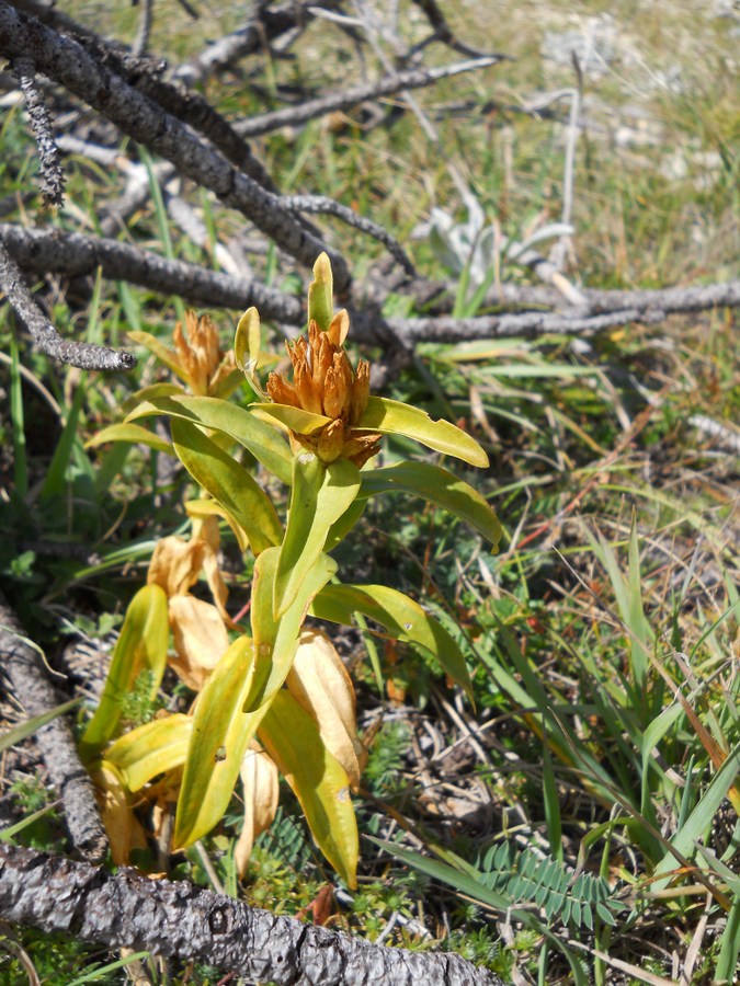 Image of Gentiana cruciata specimen.