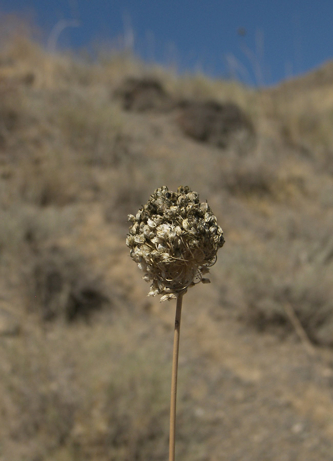 Image of Allium viride specimen.