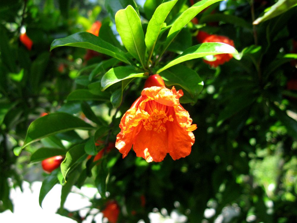 Image of Punica granatum specimen.