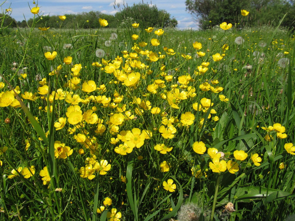 Изображение особи Ranunculus auricomus.