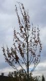 Acer rubrum