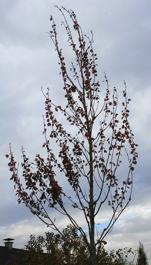 Image of Acer rubrum specimen.