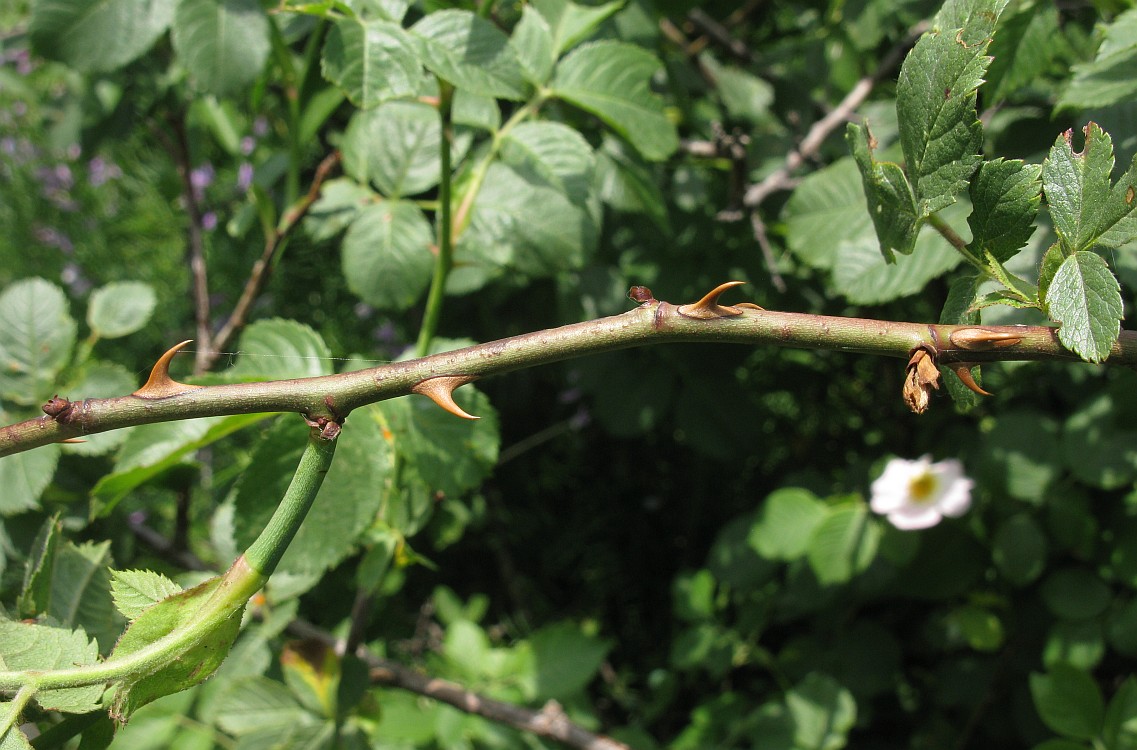 Image of Rosa uncinella specimen.