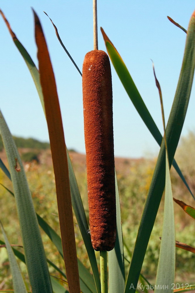 Изображение особи Typha &times; glauca.