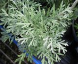 Artemisia arborescens. Верхушка растения. Израиль, г. Беэр-Шева, в цветочном магазине в качестве ароматической культуры. 08.12.2012.