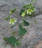 Bryonia syriaca. Побег мужского растения с соцветиями. Israel, Mount Carmel. 13.03.2011.