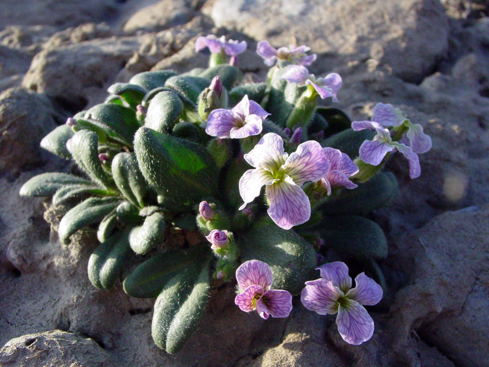 Image of Leiospora eriocalyx specimen.