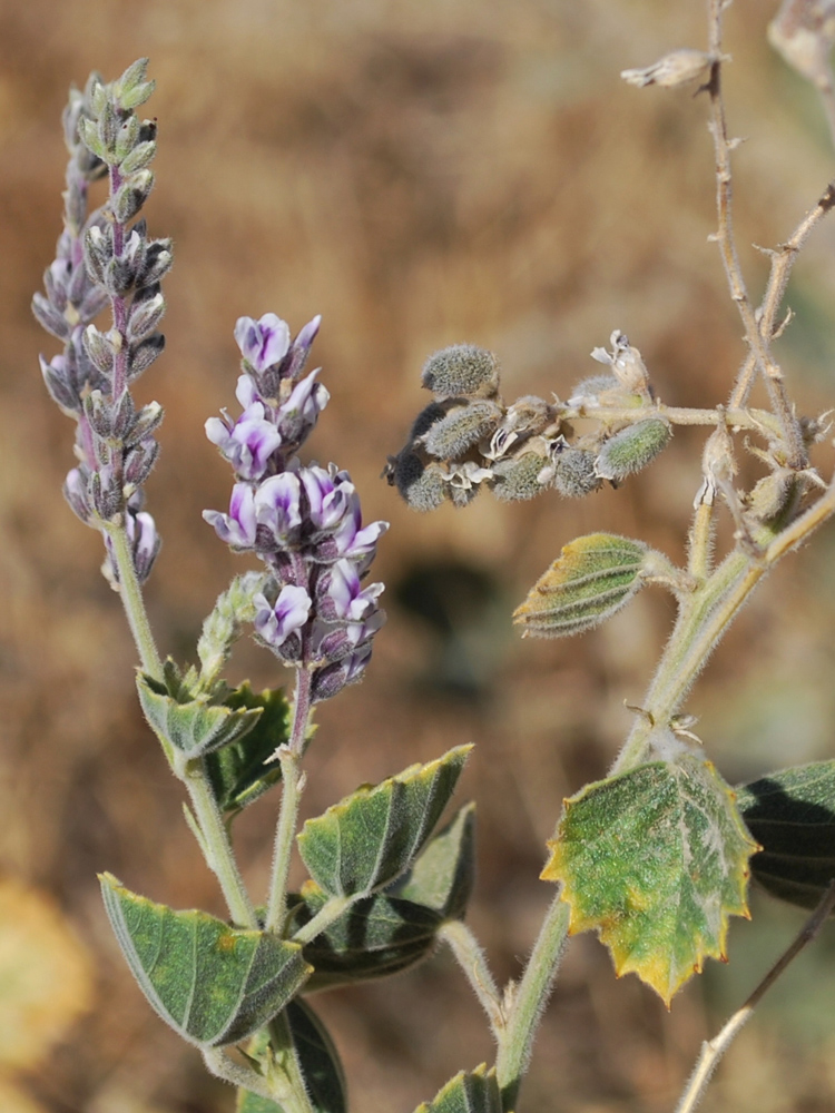 Изображение особи Psoralea drupacea.