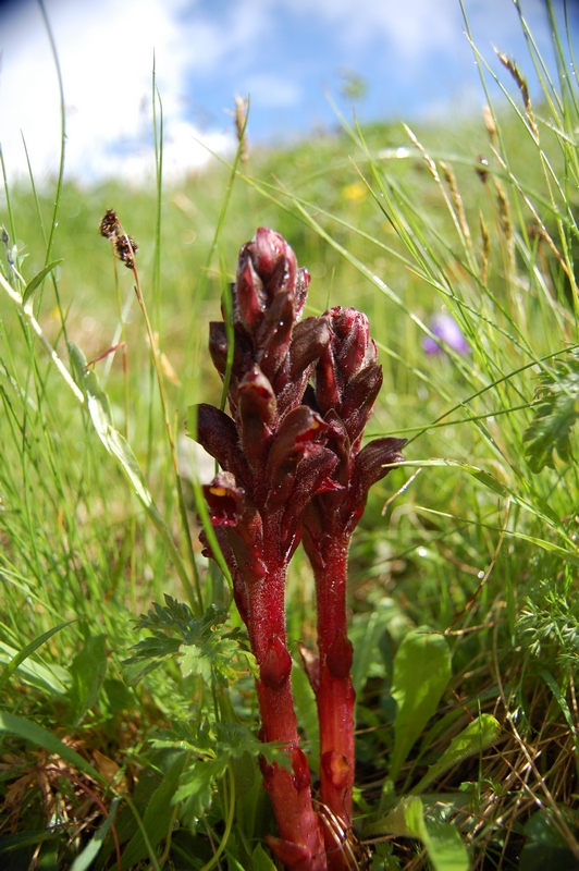 Image of Orobanche gamosepala specimen.