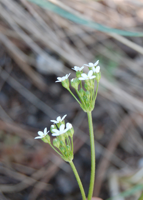 Image of Androsace septentrionalis specimen.