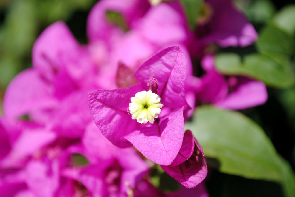 Image of genus Bougainvillea specimen.