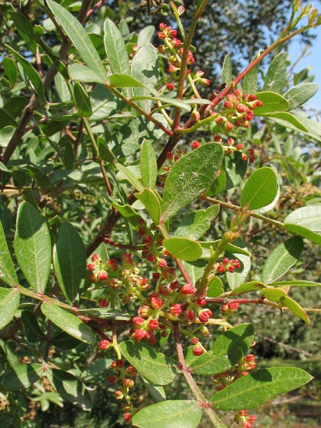 Image of Pistacia lentiscus specimen.