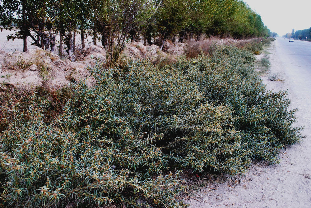 Image of Xanthium spinosum specimen.