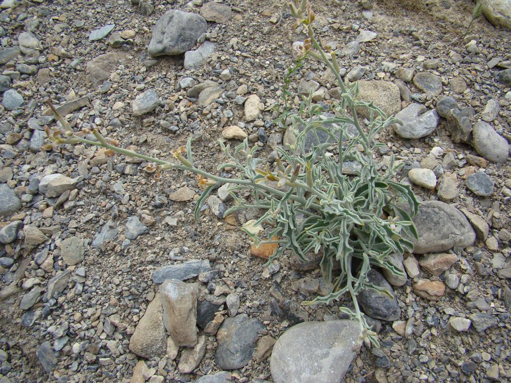 Изображение особи Matthiola integrifolia.