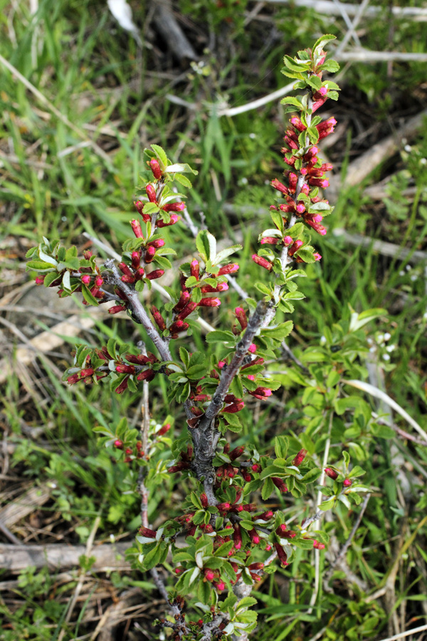 Изображение особи Cerasus erythrocarpa.