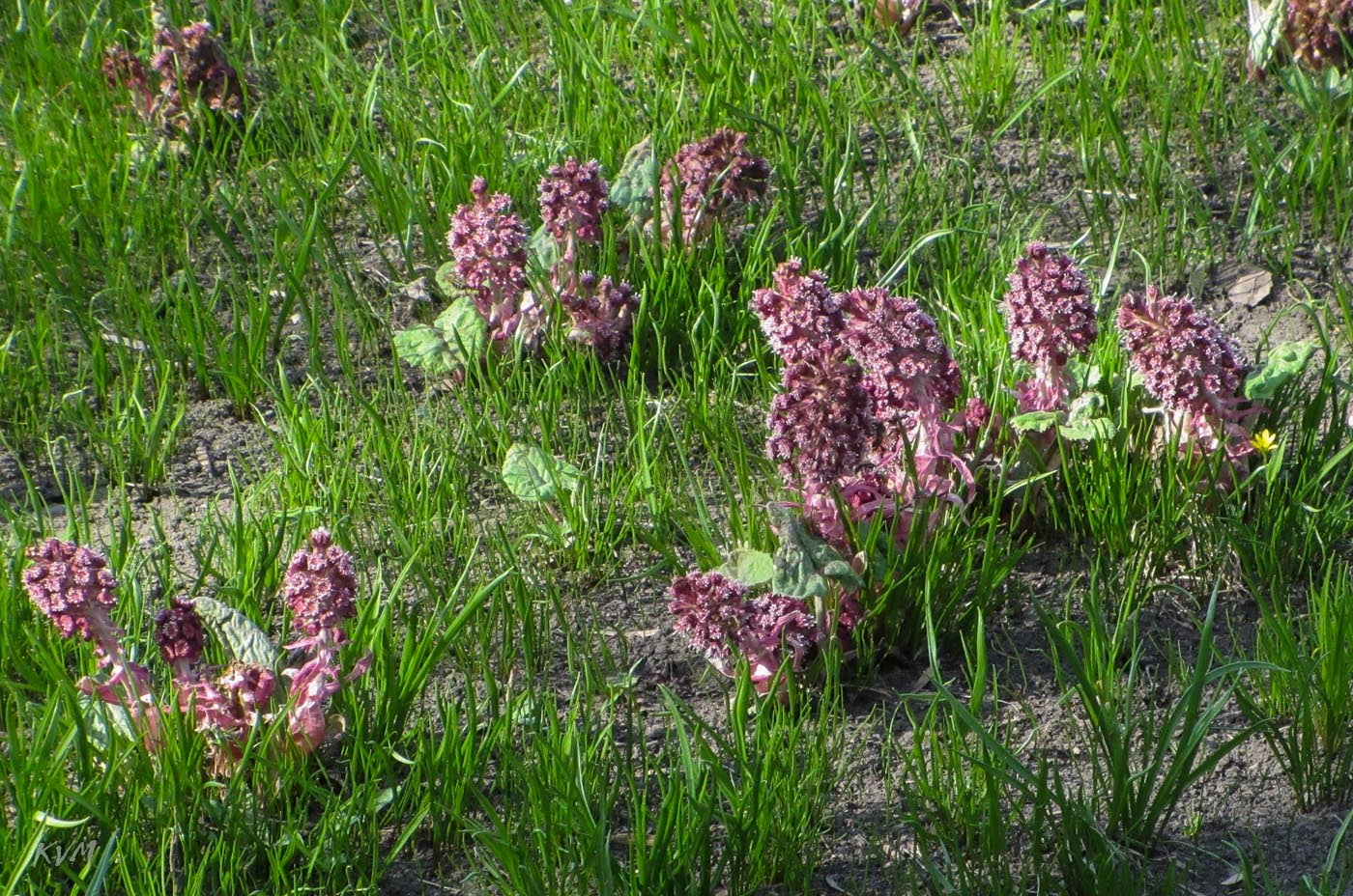 Изображение особи Petasites hybridus.