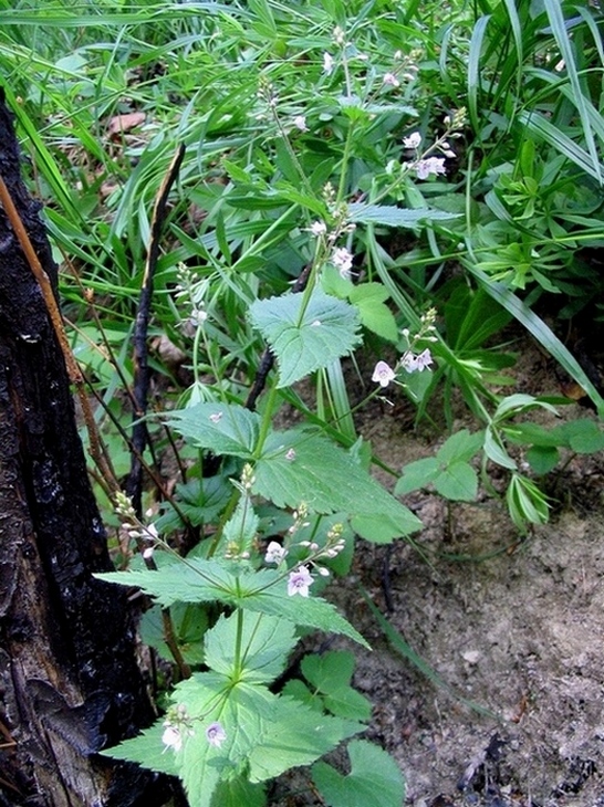 Image of Veronica urticifolia specimen.