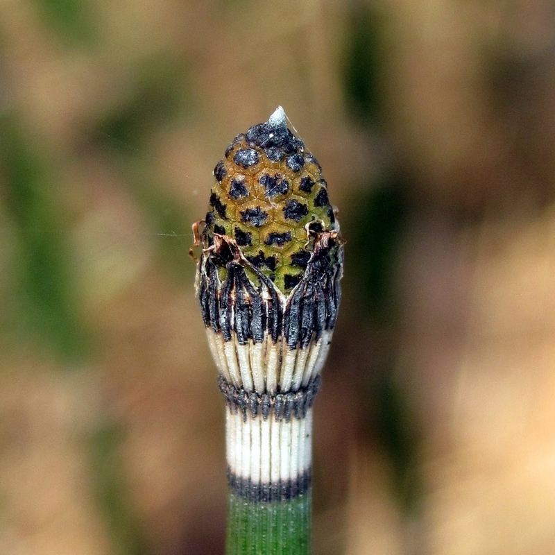 Изображение особи Equisetum hyemale.