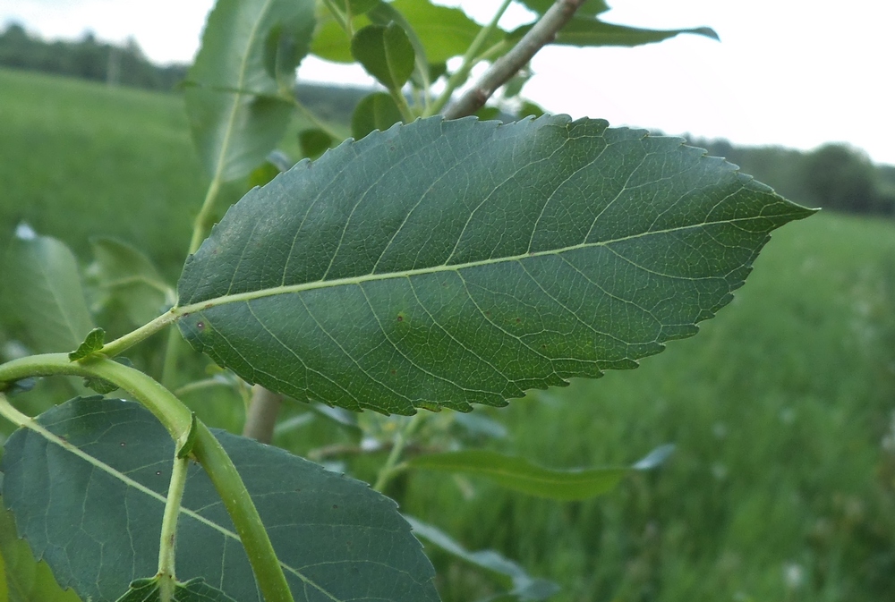 Image of Salix hexandra specimen.