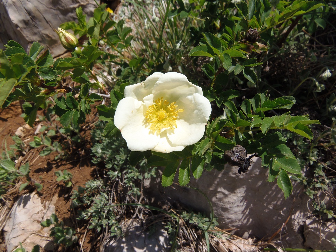 Изображение особи Rosa spinosissima.