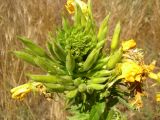 Oenothera biennis