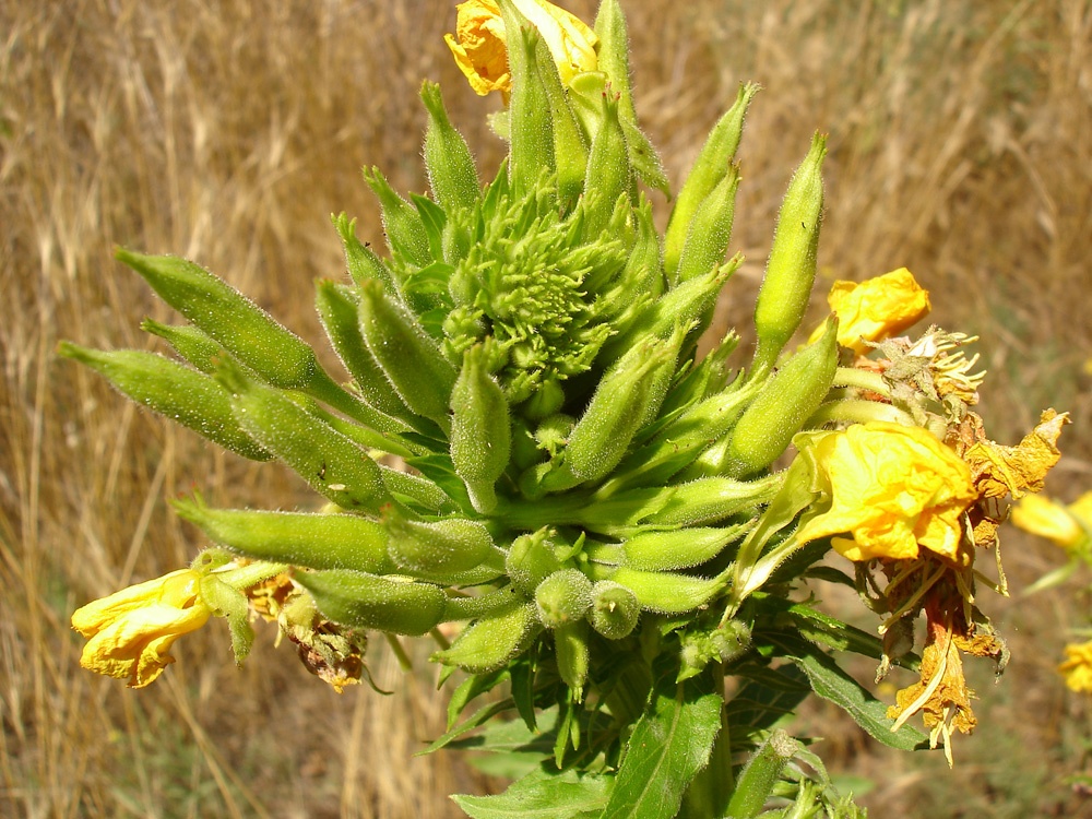 Изображение особи Oenothera biennis.