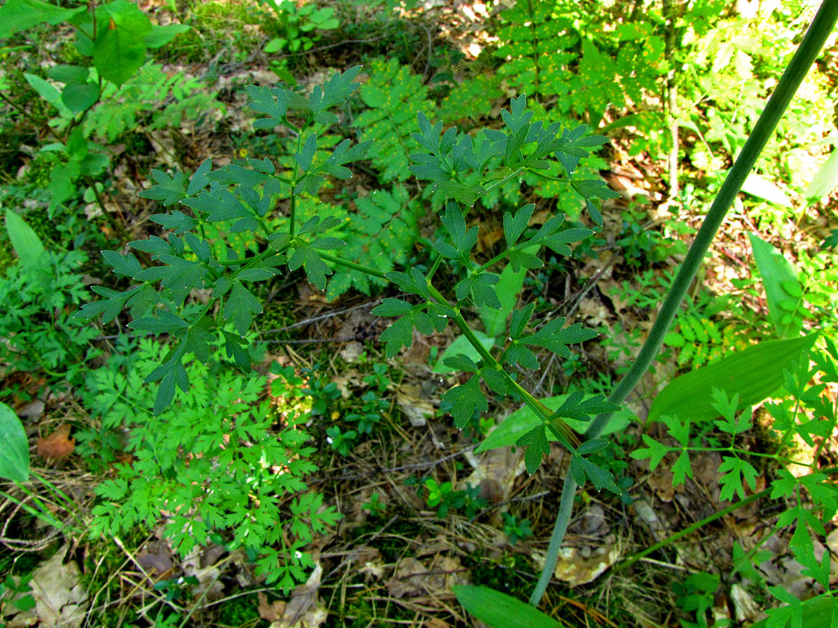 Image of Peucedanum oreoselinum specimen.