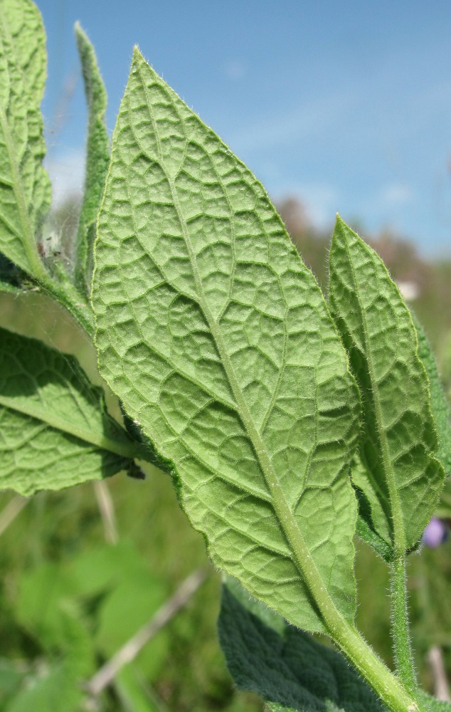 Изображение особи Symphytum caucasicum.