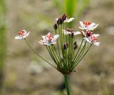 Butomus umbellatus