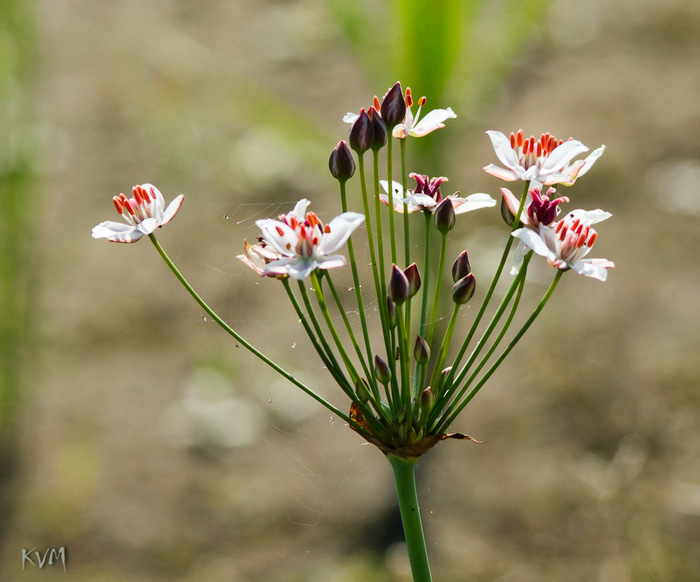 Изображение особи Butomus umbellatus.