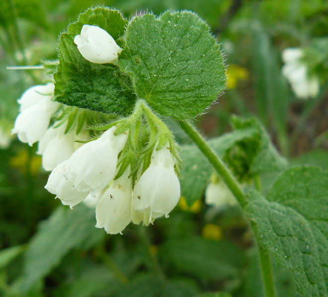 Image of Symphytum tauricum specimen.