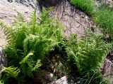 Dryopteris oreades