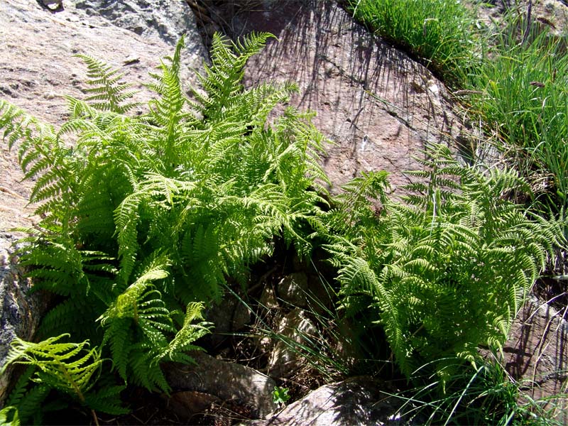 Image of Dryopteris oreades specimen.