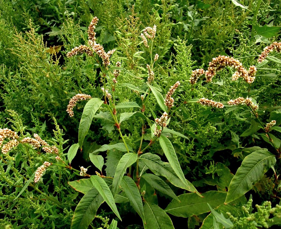 Image of Persicaria lapathifolia specimen.
