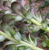 Acanthus mollis