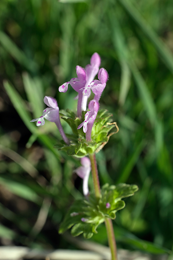 Image of Lamium amplexicaule specimen.