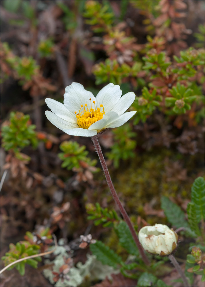 Изображение особи Dryas octopetala.