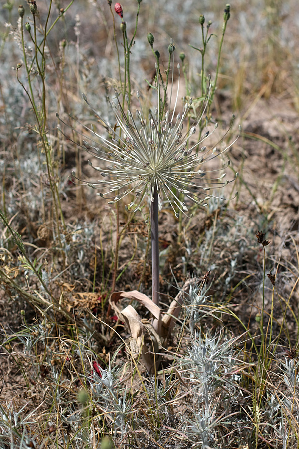 Изображение особи Allium protensum.