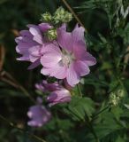 Malva thuringiaca