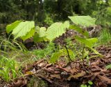 Corylus avellana. Молодое растение. Краснодарский край, Крымский р-н, окр. станицы Неберджаевская, берег р. Богого. 17.09.2013.