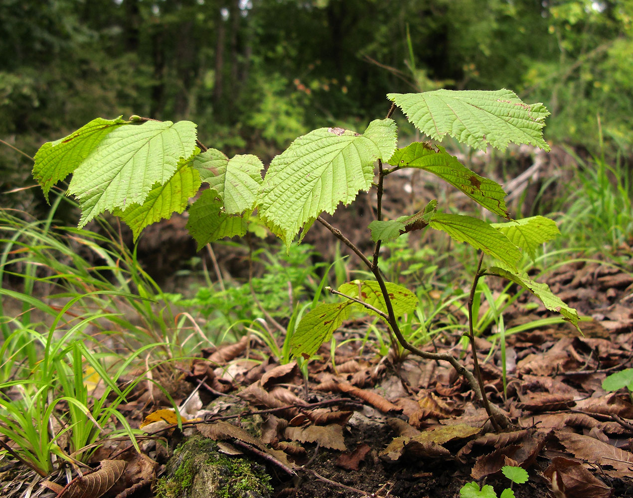 Изображение особи Corylus avellana.