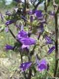 Campanula sibirica