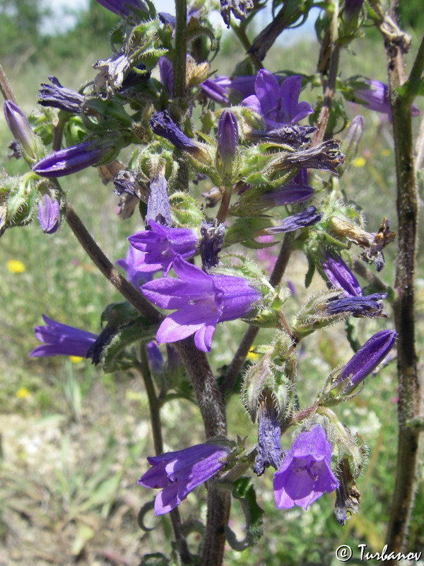 Изображение особи Campanula sibirica.