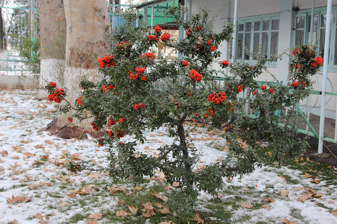 Image of Pyracantha coccinea specimen.