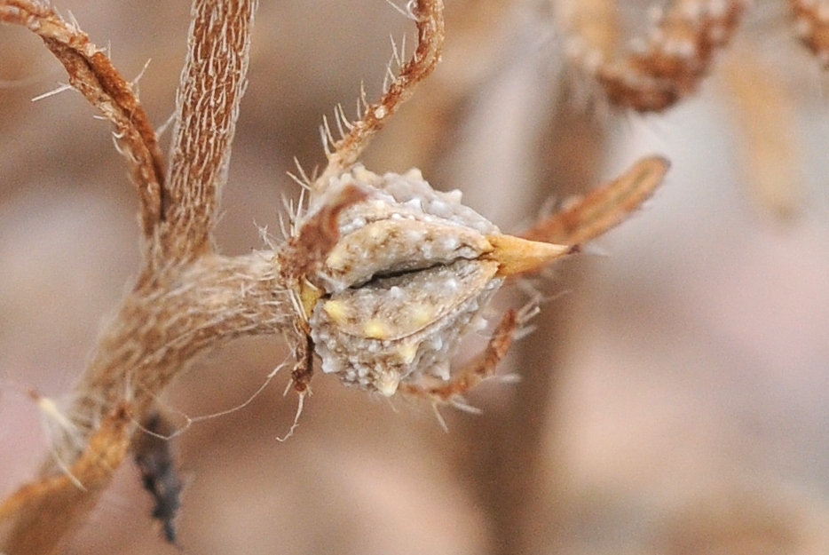 Image of Lappula spinocarpos specimen.