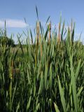 Typha &times; glauca